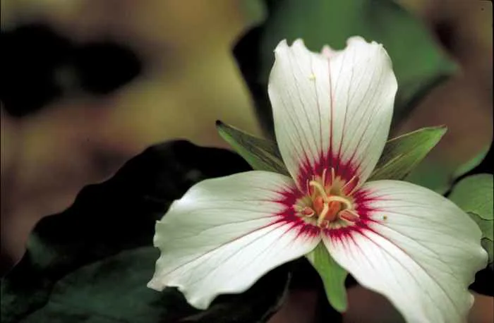 Hình ảnh miễn phí: Sơn, trillium, Hoa, macro, hình ảnh, trillium, undulatum