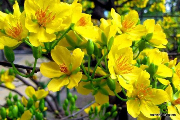 27 HOA MAI ý tưởng | hoa đẹp, hoa đạo, hình ảnh