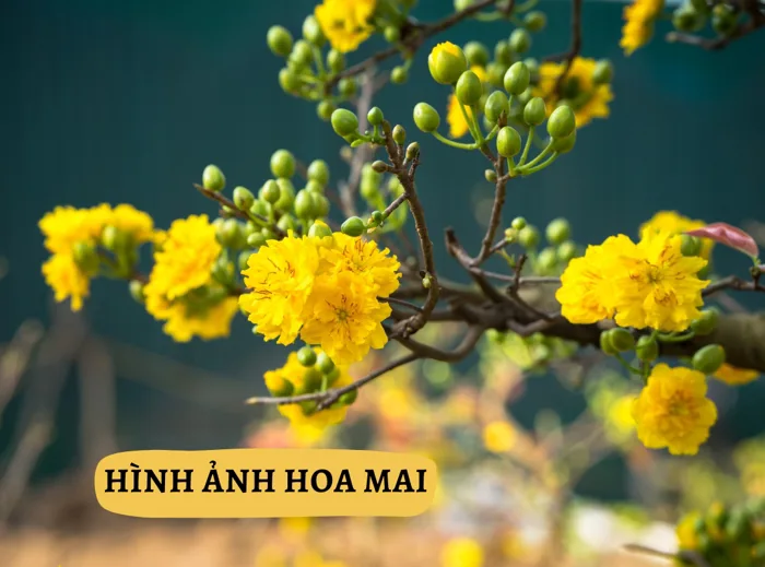 HOT 99 hình ảnh hoa mai rực rỡ chào xuân Ất Tỵ 2025 | Yody