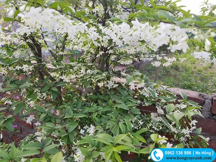 Cây mai chiếu thủy