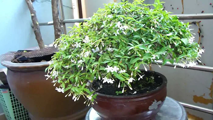 Cách chăm sóc cây mai chiếu thủy cho ra hoa đúng vào dịp tết Nguyên Đán