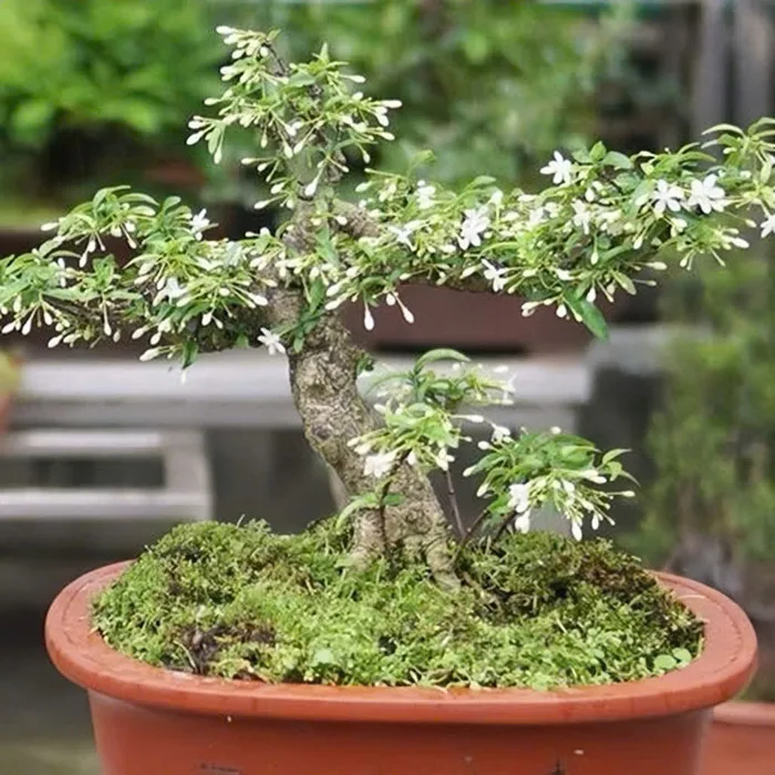 Hoa Mai Chiếu Thủy: Đẹp, Hương Thơm Dịu Dàng Và Ý Nghĩa Phong Thủy Tốt Lành
