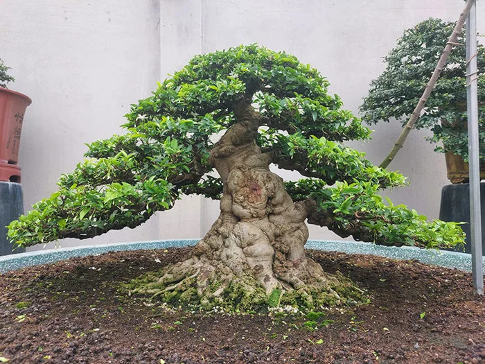 Mai Chiếu Thủy - Khám Phá Ý Nghĩa Và Cách Trồng Của Loài Hoa Này