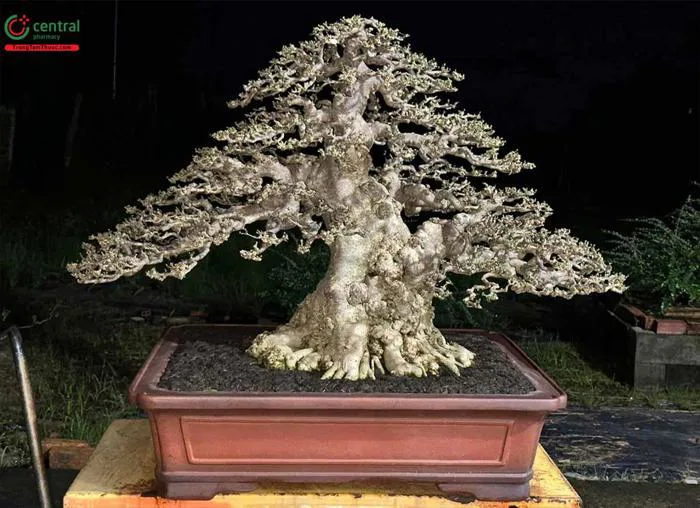 Cây Mai Chiếu Thủy (Mai chiếu thổ - Wrightia religiosa) có trồng trong nhà  được không?