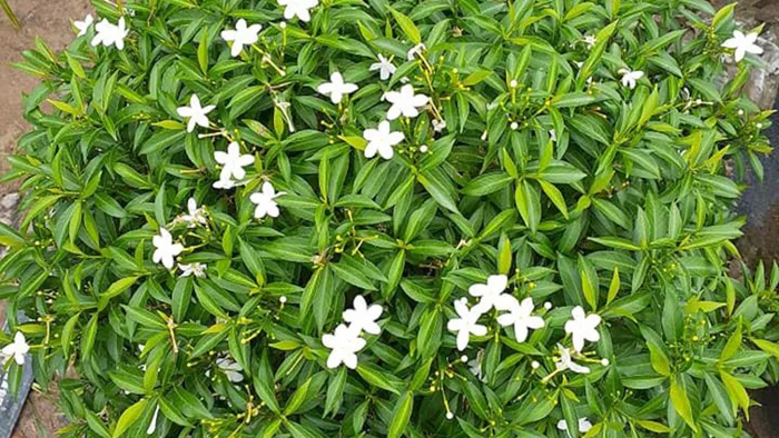 Cách trồng, ý nghĩa và công dụng bất ngờ ít ai biết của cây mai chiếu thủy