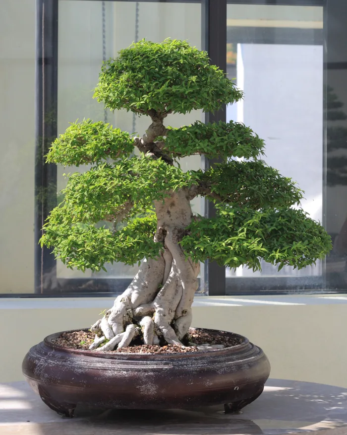 Mai chiếu thủy – Wikipedia tiếng Việt