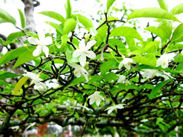 Tập tin:Lá và hoa mai chiếu thủy.jpg – Wikipedia tiếng Việt