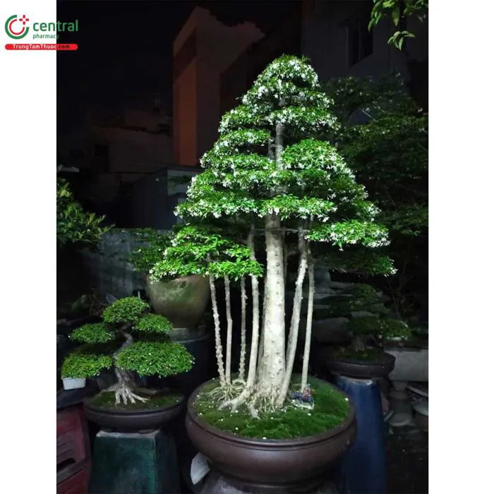 Cây Mai Chiếu Thủy (Mai chiếu thổ - Wrightia religiosa) có trồng trong nhà  được không?