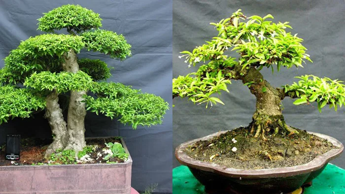 Cách trồng, ý nghĩa và công dụng bất ngờ ít ai biết của cây mai chiếu thủy