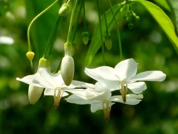 Sự thật thú vị về hoa mai chiếu thủy mà không phải ai cũng biết