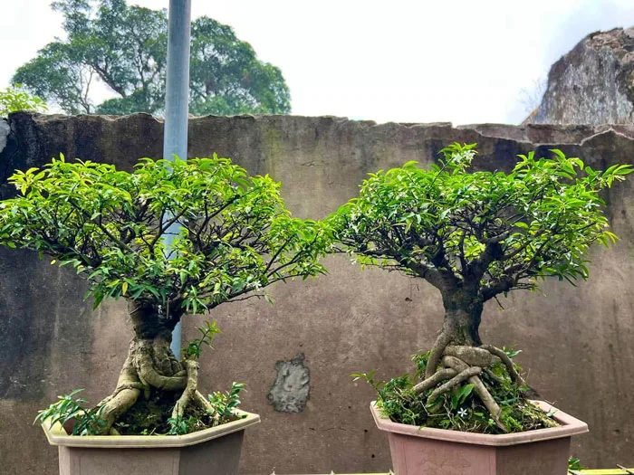 Cây mai chiếu thủy - Hoa trắng nhỏ nở hương thơm nhẹ nhàng