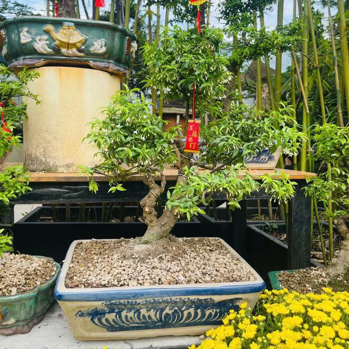 Hoa Mai Chiếu Thủy: Đẹp, Hương Thơm Dịu Dàng Và Ý Nghĩa Phong Thủy Tốt Lành