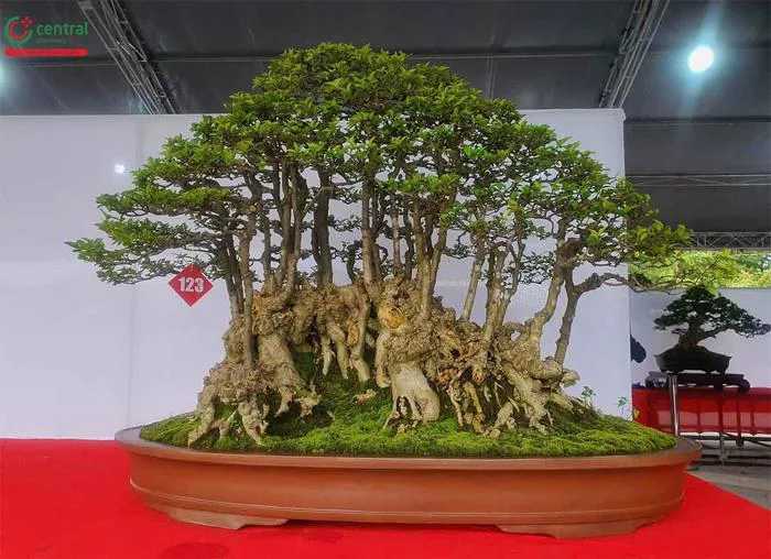 Cây Mai Chiếu Thủy (Mai chiếu thổ - Wrightia religiosa) có trồng trong nhà  được không?