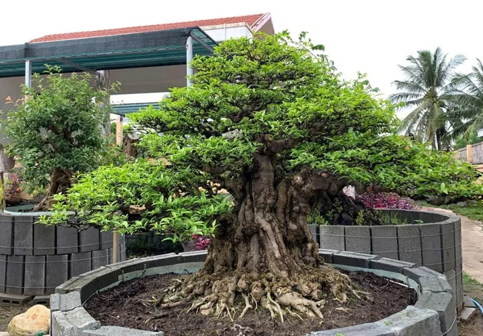 Mai chiếu thủy - Ý nghĩa, công dụng và cách chăm sóc mai chiếu thủy tại nhà