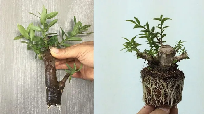 Mai chiếu thủy - Ý nghĩa, công dụng và cách chăm sóc mai chiếu thủy tại nhà