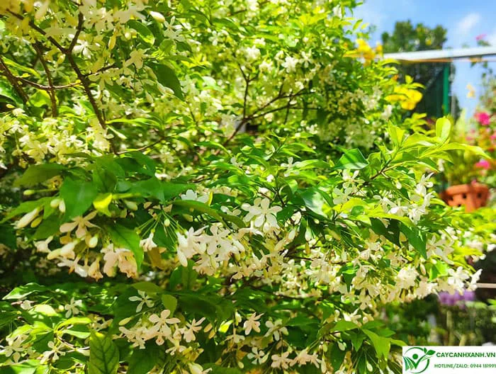 Cây mai chiếu thủy - Hoa trắng hương thơm ngọt ngào và quyến rũ