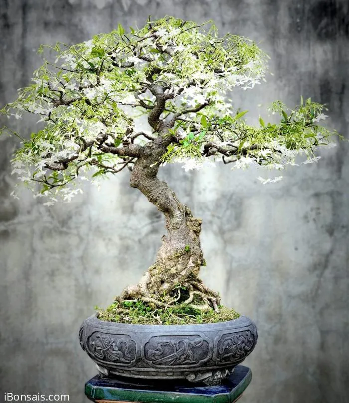 Cây Mai chiếu thủy già hoa trắng ở