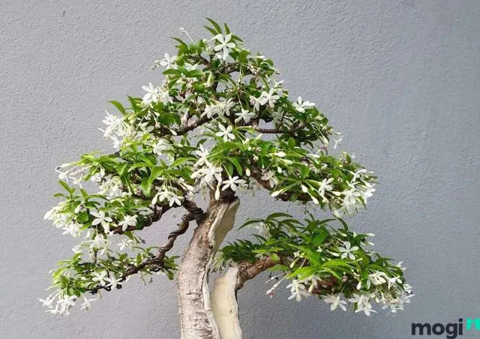 Hoa Mai Chiếu Thủy - Khám Phá Ý Nghĩa Sâu Sắc Trong Phong Thủy