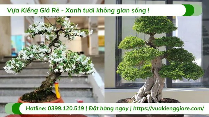 Cây mai chiếu thủy bonsai | Vựa Kiểng Giá Rẻ