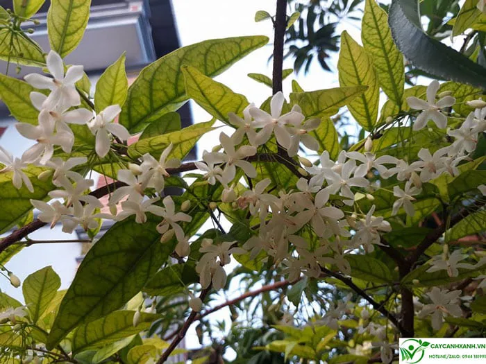 Cây mai chiếu thủy - Hoa trắng hương thơm ngọt ngào và quyến rũ