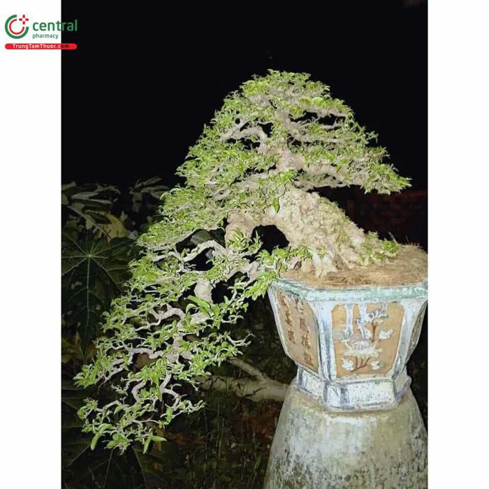 Cây Mai Chiếu Thủy (Mai chiếu thổ - Wrightia religiosa) có trồng trong nhà  được không?