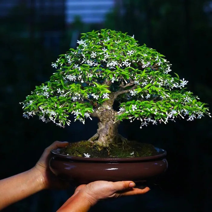 Kỹ thuật trồng và chăm sóc mai chiếu thủy toàn diện