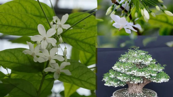 Kỹ thuật trồng và chăm sóc mai chiếu thủy toàn diện