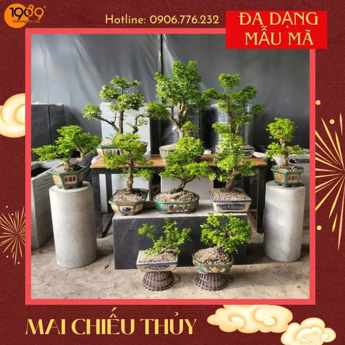 Hoa Mai Chiếu Thủy: Đẹp, Hương Thơm Dịu Dàng Và Ý Nghĩa Phong Thủy Tốt Lành