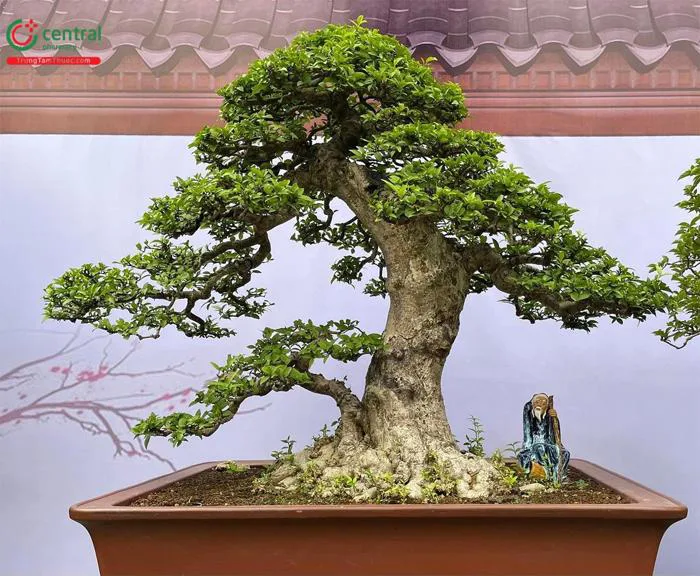 Cây Mai Chiếu Thủy (Mai chiếu thổ - Wrightia religiosa) có trồng trong nhà  được không?
