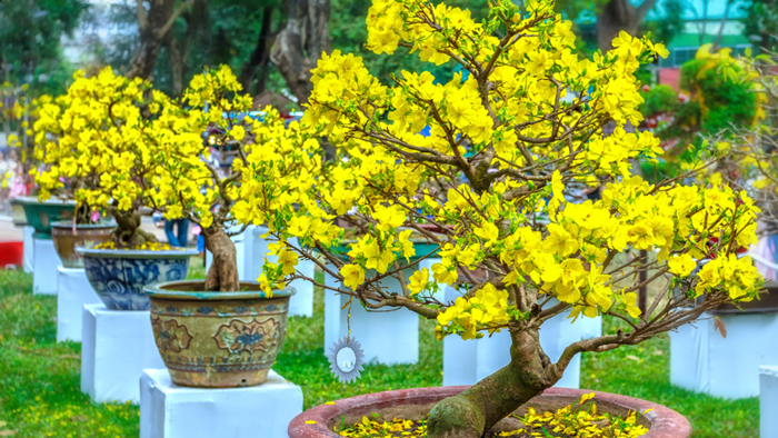 Sưu tập hình ảnh hoa mai Tết đẹp mắt, giúp không gian thêm rực rỡ Sưu tập hình ảnh hoa mai Tết đẹp mắt, giúp không gian thêm rực rỡ