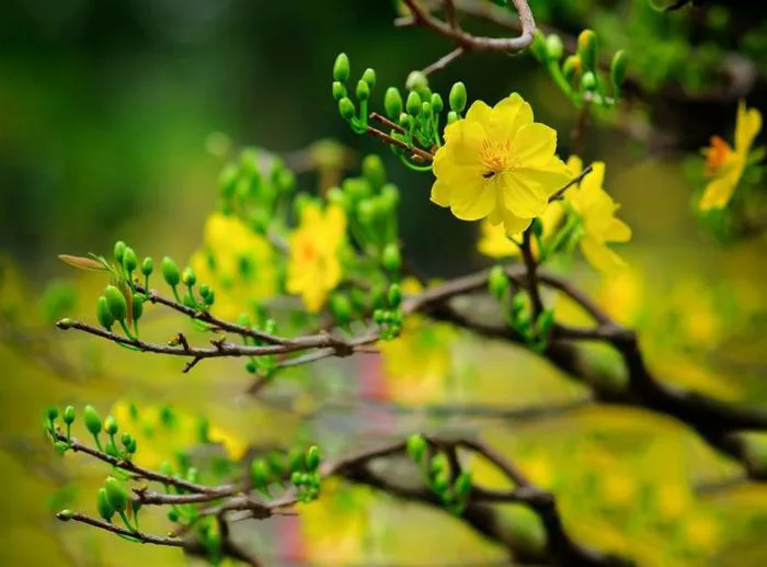 Ảnh đẹp về Hoa mai (mai vàng, mai trắng, nhất chi mai) Ảnh đẹp về Hoa mai (mai vàng, mai trắng, nhất chi mai)