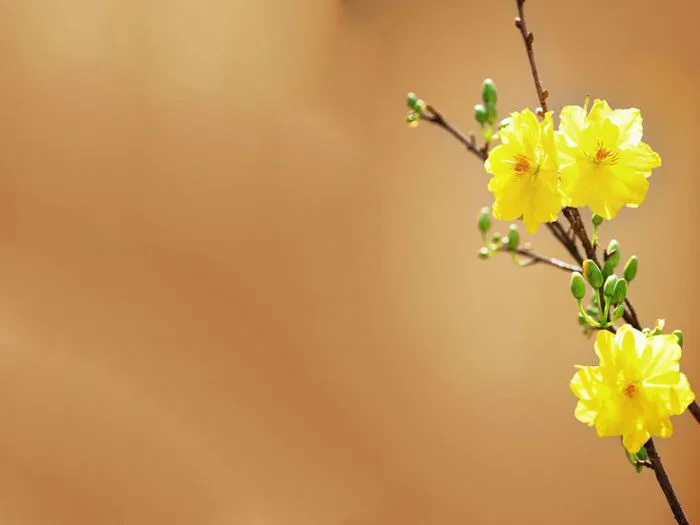 17 Hoa mai ý tưởng | hoa đạo, hoa đẹp, ngày tết 17 Hoa mai ý tưởng | hoa đạo, hoa đẹp, ngày tết