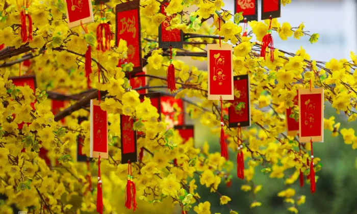 Hoa mai vàng: Ý nghĩa hoa mai vàng, nguồn gốc, cách trồng nở đúng Tết Hoa mai vàng: Ý nghĩa hoa mai vàng, nguồn gốc, cách trồng nở đúng Tết