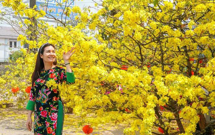 Về miền Tây ngẩn ngơ ngắm mai vàng khoe sắc Về miền Tây ngẩn ngơ ngắm mai vàng khoe sắc