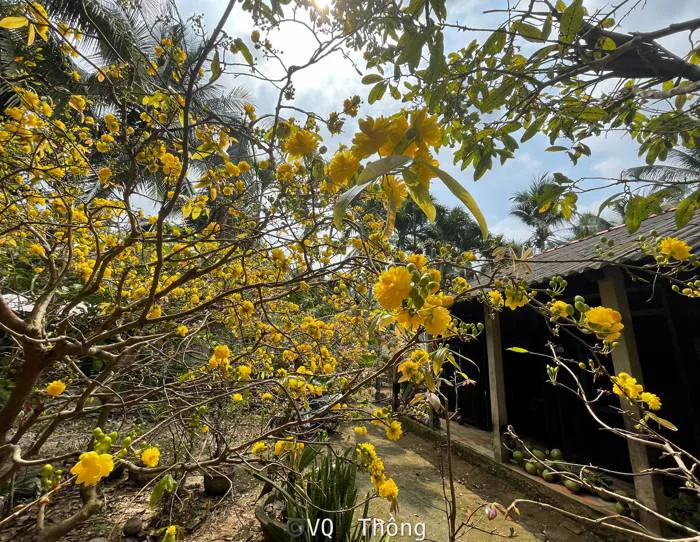 Ngày tết chụp hình với những cây mai 'siêu đỉnh' Ngày tết chụp hình với những cây mai 'siêu đỉnh'