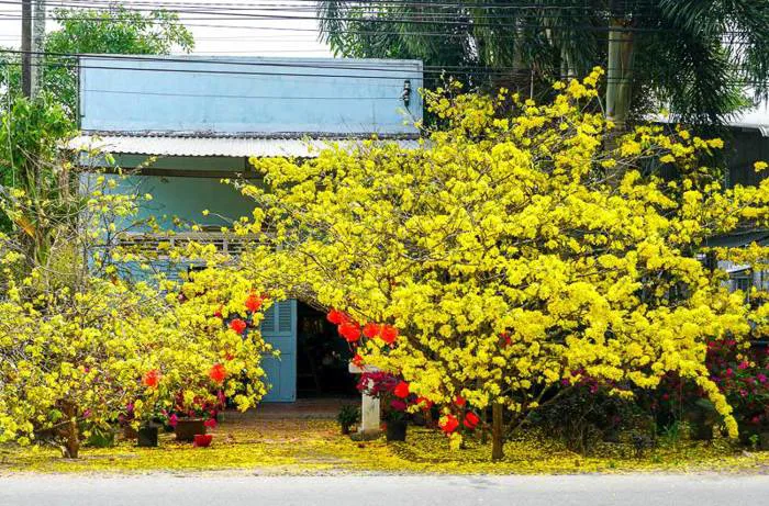 Về miền Tây ngẩn ngơ ngắm mai vàng khoe sắc Về miền Tây ngẩn ngơ ngắm mai vàng khoe sắc