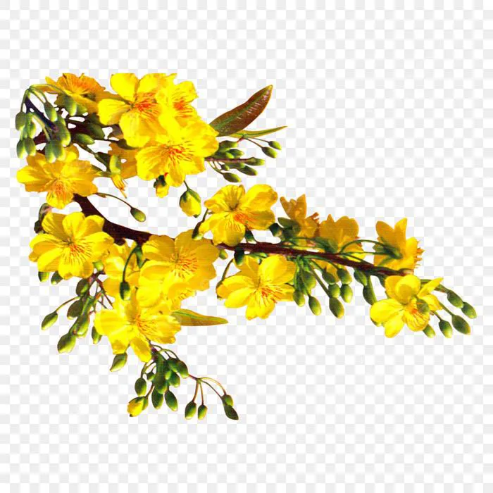 Hoa Mai Hình ảnh PNG | Vector Và Các Tập Tin PSD | Tải Về Miễn Phí Trên Pngtree Hoa Mai Hình ảnh PNG | Vector Và Các Tập Tin PSD | Tải Về Miễn Phí Trên Pngtree