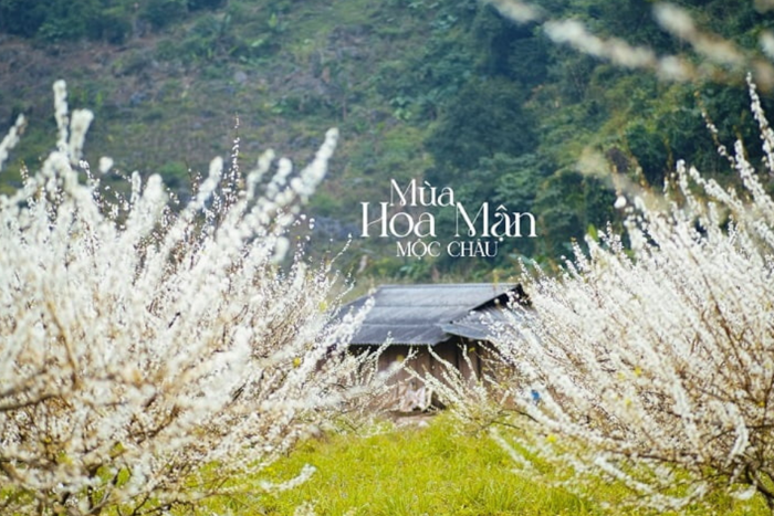 Du lịch Tây Bắc, trải nghiệm vẻ đẹp tinh khôi của hoa mận trên cao nguyên  Mộc Châu