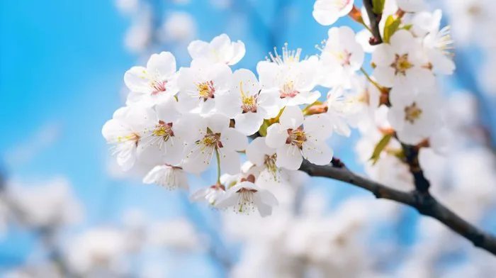 Tải miễn phí Hoa Mận Mùa Xuân Khung Cảnh Bình Dị Những Bông Hoa Trắng Tuyệt  đẹp Tô điểm Cho Cây Trên Nền Trời Trong Xanh Trong Một Công Viên đẹp Như