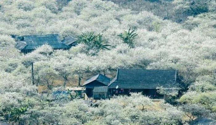 Địa điểm ngắm hoa mận Tây Bắc đẹp mà bạn nên lưu ngay
