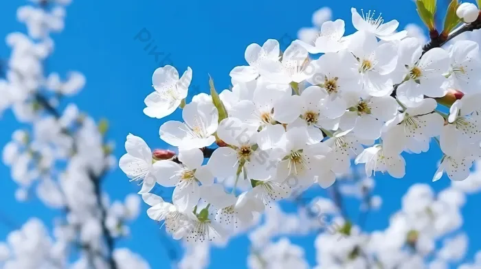 Tải miễn phí Hoa Mận Mùa Xuân Hoa Trắng Tuyệt đẹp Trên Cây ôm Lấy Vẻ đẹp Hoa  Dưới Bầu Trời Trong Xanh Trong Công Viên Nền | JPG chuyên nghiệp - Pikbest