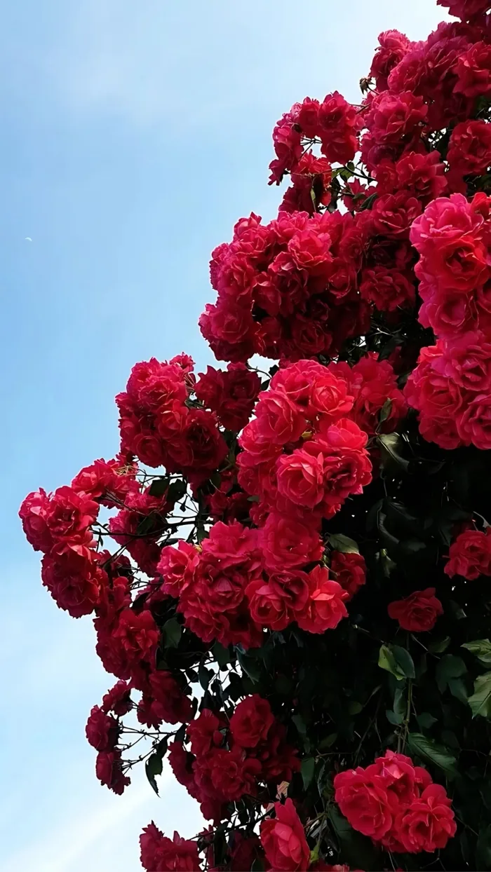 299+ Hình nền hoa hồng đỏ ĐẸP NHẤT, quyến rũ, độc đáo, Full HD