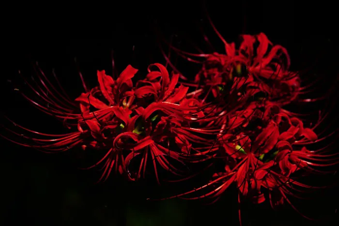 hình ảnh : ánh sáng, thực vật, Cánh hoa, Đỏ, Ngọn lửa, bóng tối, Amaryllis,  Chụp macro, Hoa màu đỏ, thực vật có hoa, Nhện nhện, Amaryllidaceae,  Higanbana, Hình nền máy tính,