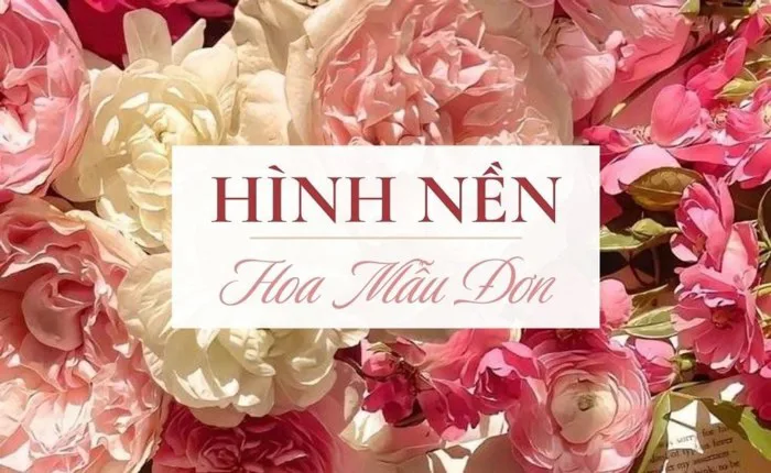 Tải 500+ hình nền peonía đẹp Full HD miễn phí – Flosa