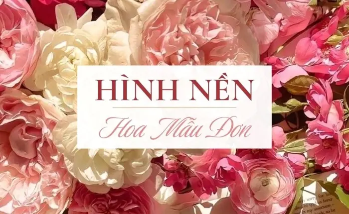 Bộ sưu tập hoa mẫu đơn background tuyệt đẹp tải miễn phí