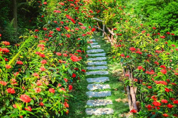 Mê đắm vườn mẫu đơn đỏ rực giữa lưng chừng đồi, chụp ảnh như tiên cảnh ở  ngoại thành Hà Nội