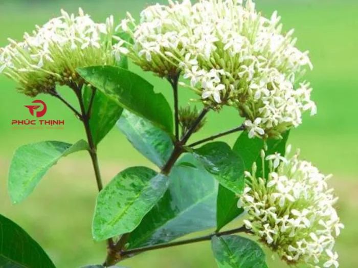 Hoa mẫu đơn trắng có tác dụng gì? Phân tích dược tính từ góc nhìn y học cổ truyền