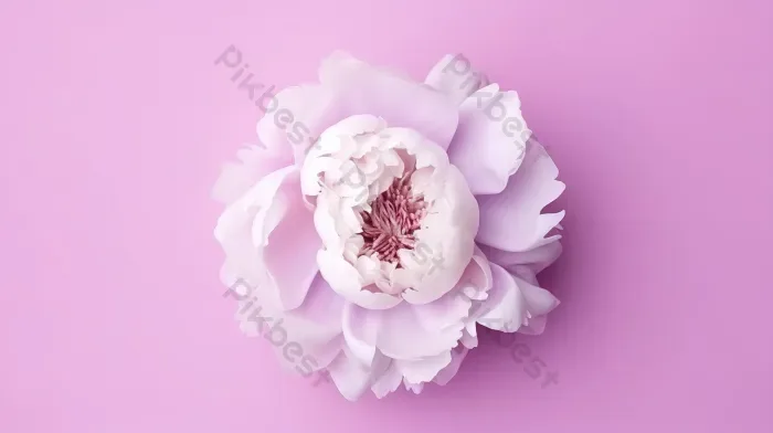 Tải miễn phí Hoa Mẫu đơn Nở Hoa Trắng Tuyệt đẹp Trên Nền Màu Hồng Bố Cục Quyến Rũ Từ Trên Xuống Toát Lên Vẻ Sang Trọng Nền | JPG chuyên nghiệp -