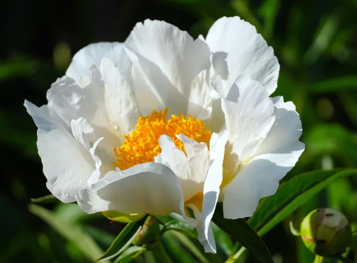 Trang 3 - 3000+ Peony Diamalkan & ảnh Hoa miễn phí - Pixabay