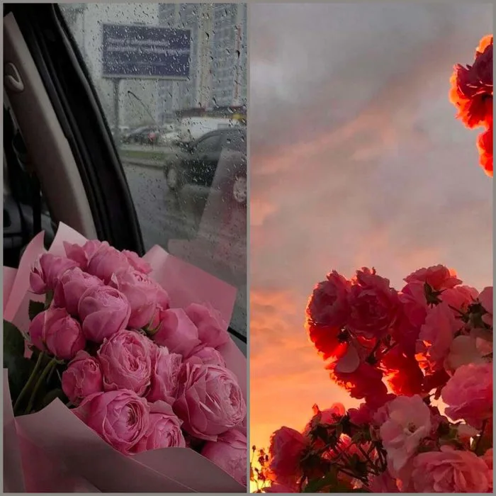 Hình nền hoa mẫu đơn (Peony) cho iPhone vô cùng đẹp mắt dành cho bạn